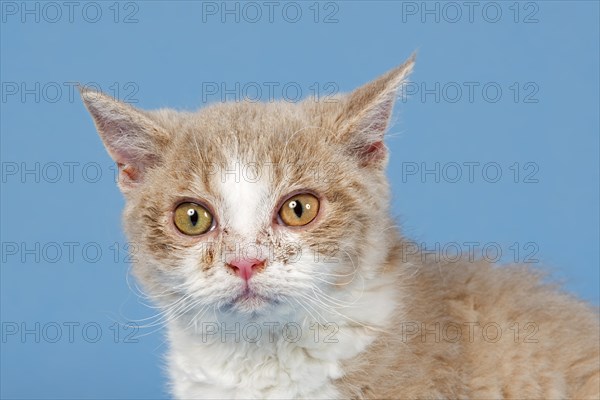 Selkirk Rex kitten
