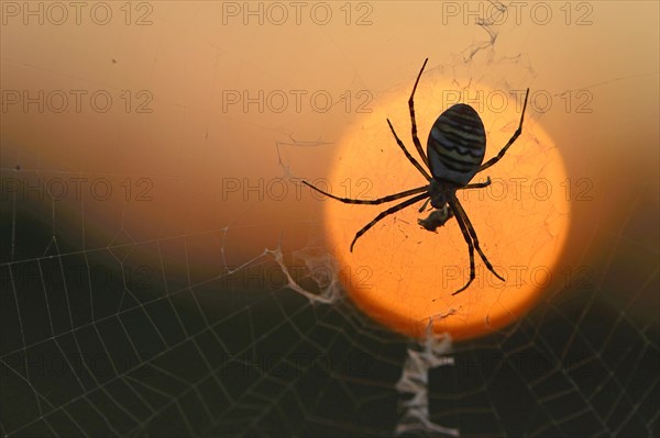 Wasp Spider (Argiope bruennichi) on a spider's web