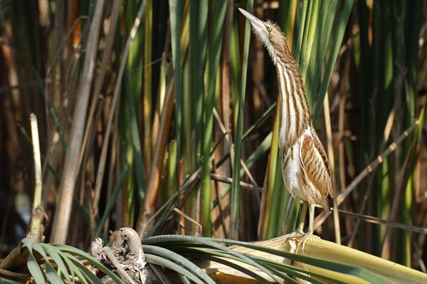 Little Bittern (Ixobrychus minutus)