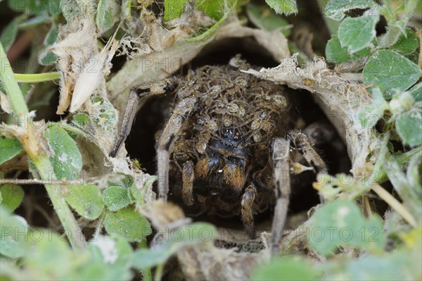 South Russian Tarantula (Lycosa singoriensis) looking out of its hole