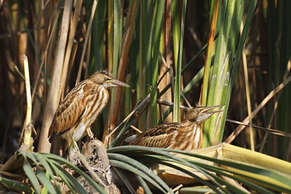Little Bitterns (Ixobrychus minutus)