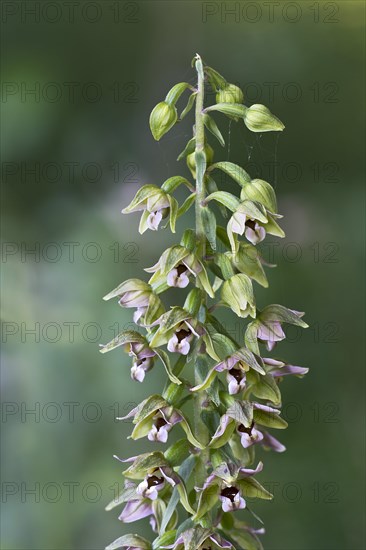 Broad-leaved Helleborine (Epipactis helleborine)