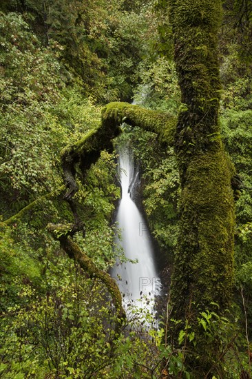 Shepperd's Dell Falls