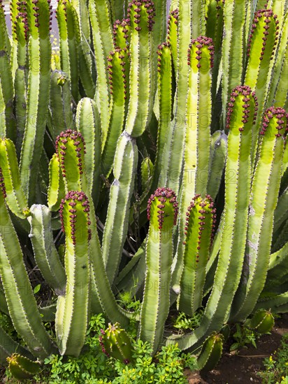 Canary Island Spurge (Euphorbia canariensis)