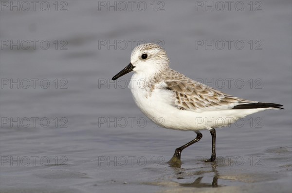Sanderling (Calidris alba) in winter plumage on the ocean beach