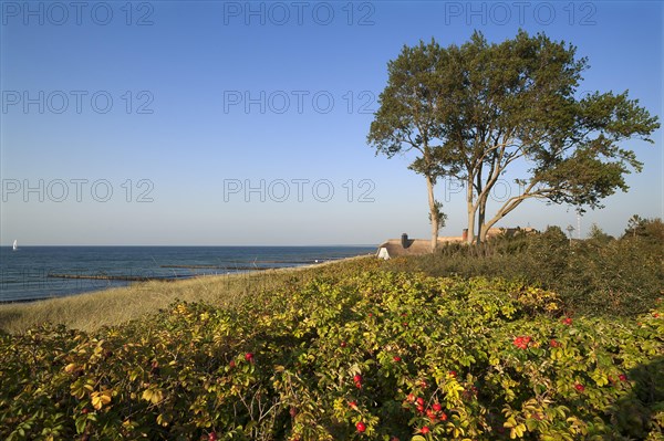 View of the Baltic Sea with groynes