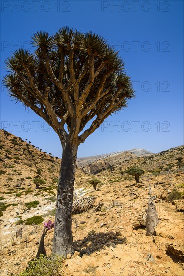 Socotra Dragon Tree or Dragon Blood Tree (Dracaena cinnabari)