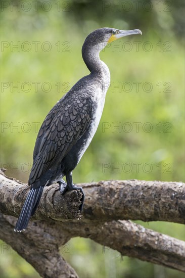 White-breasted Cormorant (Phalacrocorax carbo lucidus)