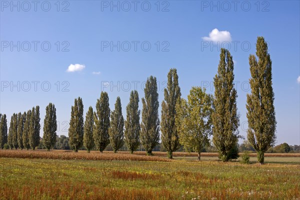 Lombardy Poplars (Populus nigra 'Italica')