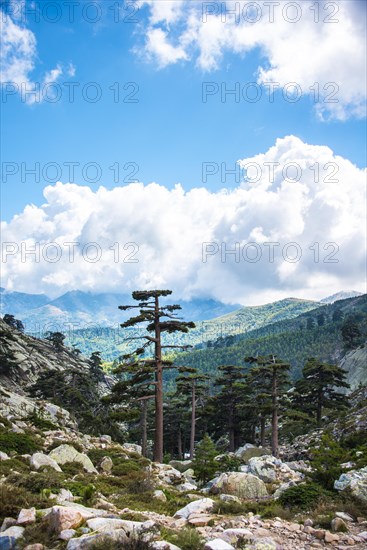 Pine forest in the mountains