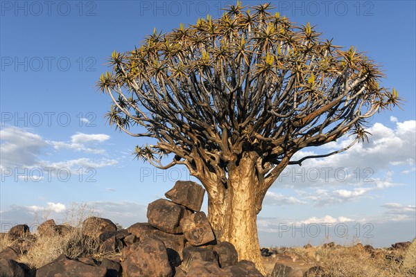 Quiver tree (Aloe dichotoma)