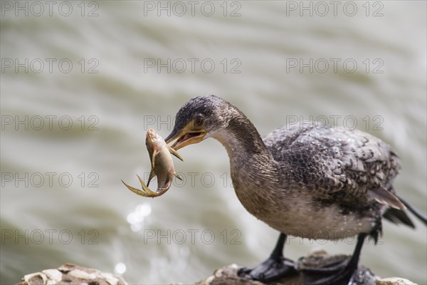 Long-tailed Cormorant (Microcarbo africanus) with captured small catfish