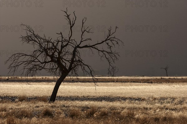 Dead Camel thorn tree (Vachellia erioloba)