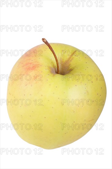 Apple variety Golden Delicious