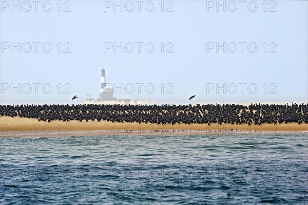 Common Cormorants (Phalacrocorax carbo) on a sand bank near Walvis Bay