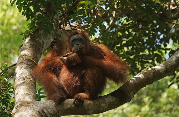 Bornean Orangutan (Pongo pygmaeus)