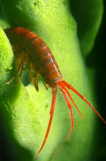 Gammarid (Eulimnogammarus violaceus)