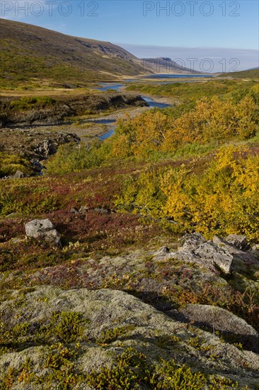 Autumnal foliage