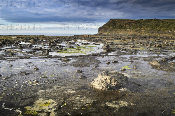 Petrified tree trunks