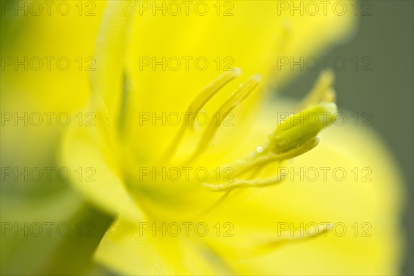 Common evening primrose (Oenothera biennis)