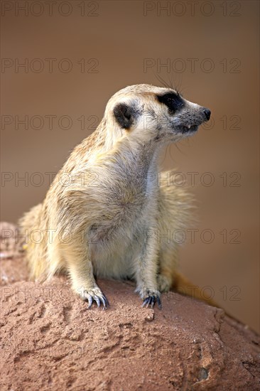 Meerkat (Suricata suricatta)