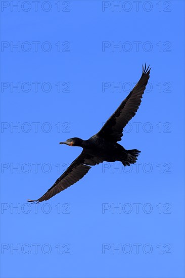 Cape Cormorant (Phalacrocorax capensis)