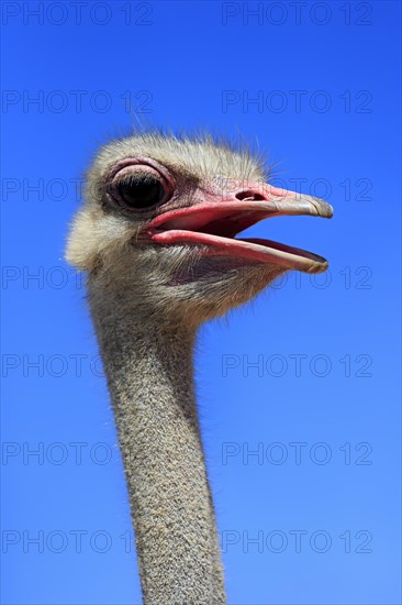 Southern Ostrich (Struthio camelus australis)