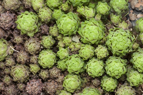 Haworthia cooperi