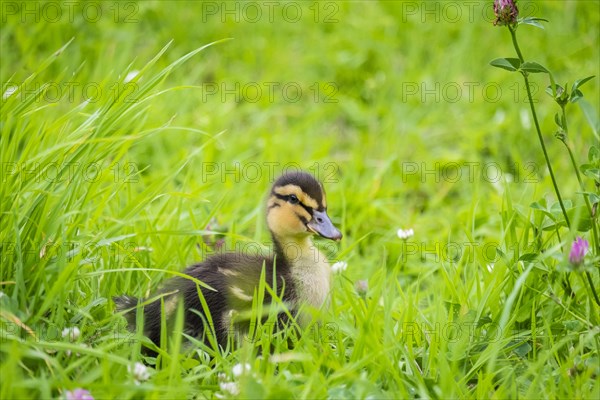 Ten-day-old duckling in the grass