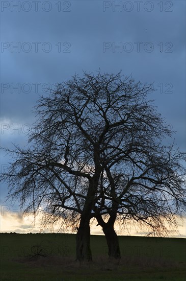 Bare fruit trees at dusk