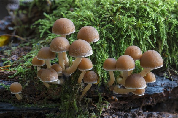 Psathyrella piluliformis (Psathyrella piluliformis)