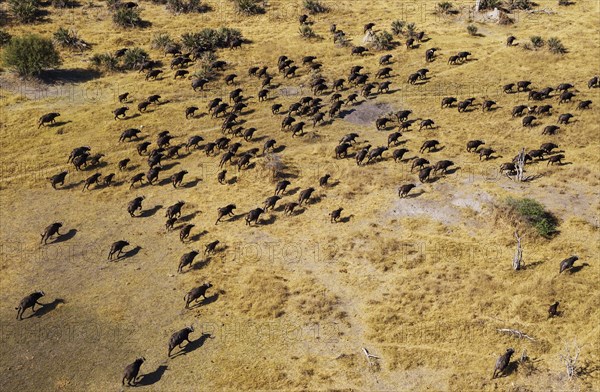 Cape Buffaloes (Syncerus caffer caffer)