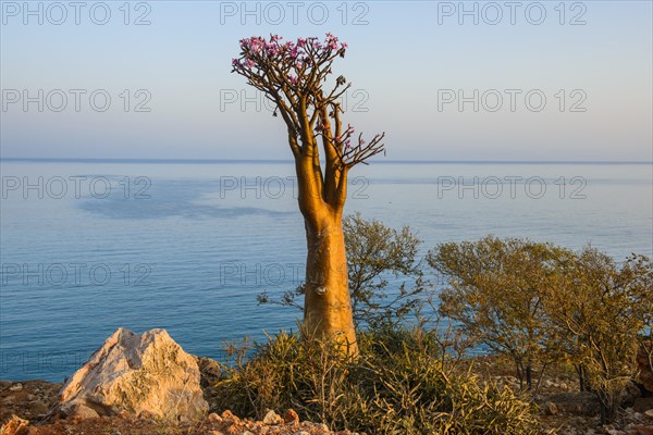 Bottle Tree (Adenium obesum) in bloom