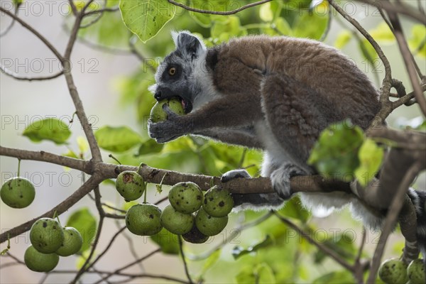 Ring-tailed Lemur (Lemur catta) on a tree feeding on fruit