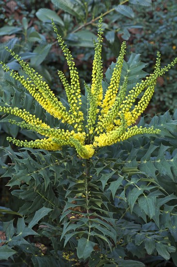 Flowering Mahonia (Mahonia japonica)