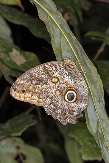 Owl Butterfly (Caligo memnon)