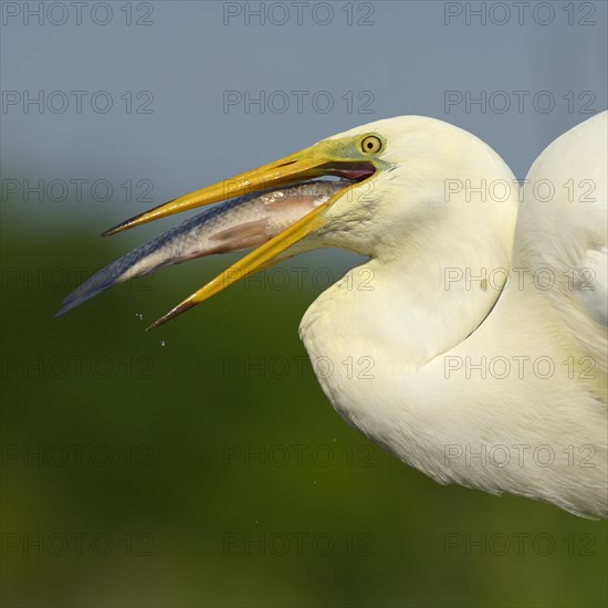 Great Egret (Ardea alba) portrait