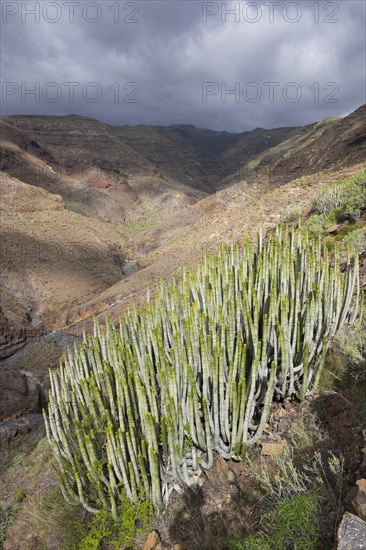 Canary Island Spurge (Euphorbia canariensis)