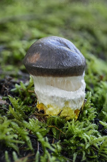 Slimy Spike-cap (Gomphidius glutinosus)