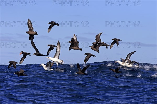 Black-browed albatrosses (Thalassarche melanophrys) and white chin-petrels (Procellaria aequinoctialis) foraging