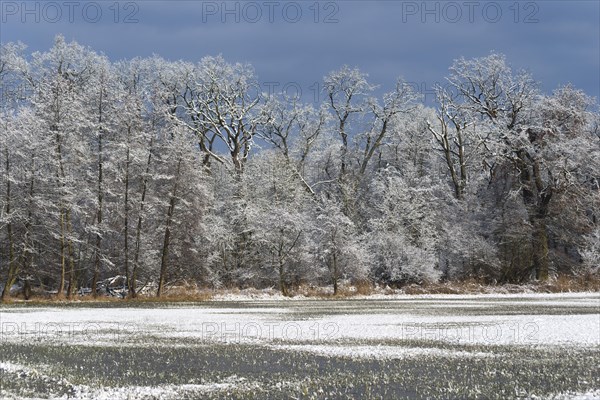 Winter landscape