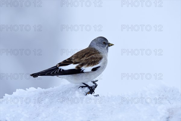 White-winged Snowfinch or Snowfinch (Montifringilla nivalis)