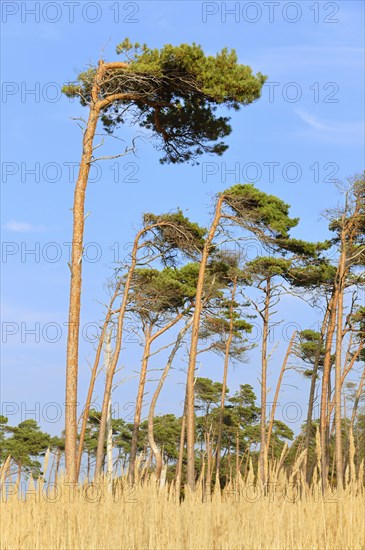 Pine (Pinus sylvestris)