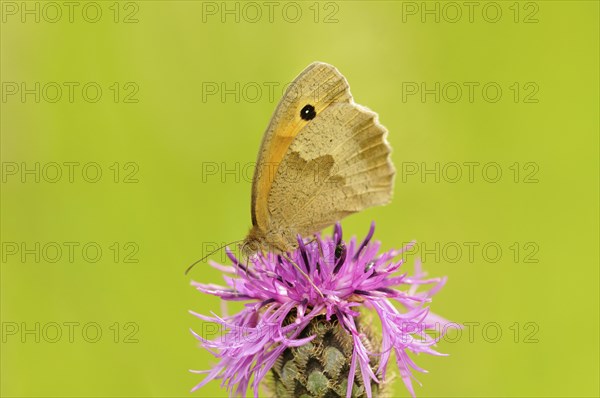 Small Heath (Coenonympha pamphilus) sitting in a meadow knapweed (Centaurea jacea)