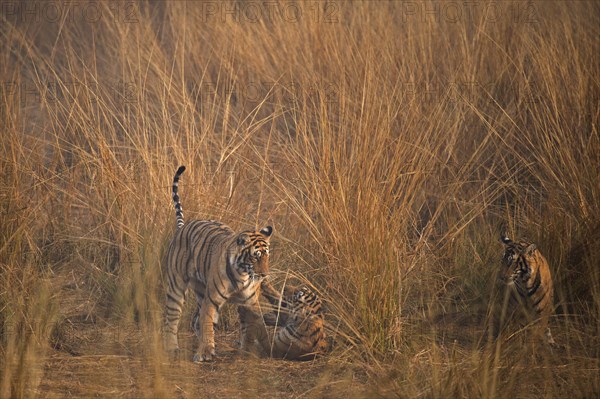 Wild Bengal Tigers (Panthera tigris tigris) mother playing with her cubs
