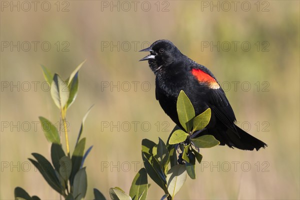 Red-winged Blackbird (Agelaius phoeniceus) male