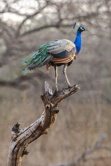 Indian Peafowl (Pavo cristatus)