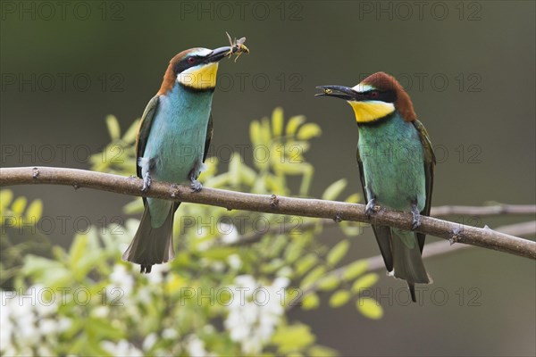 Bee-eaters (Apis mellifera)