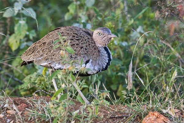 Black-bellied bustard (Lissotis melanogaster)