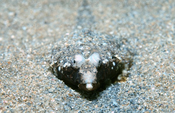 Sailfin Dragonet (Callionymus pusillus)